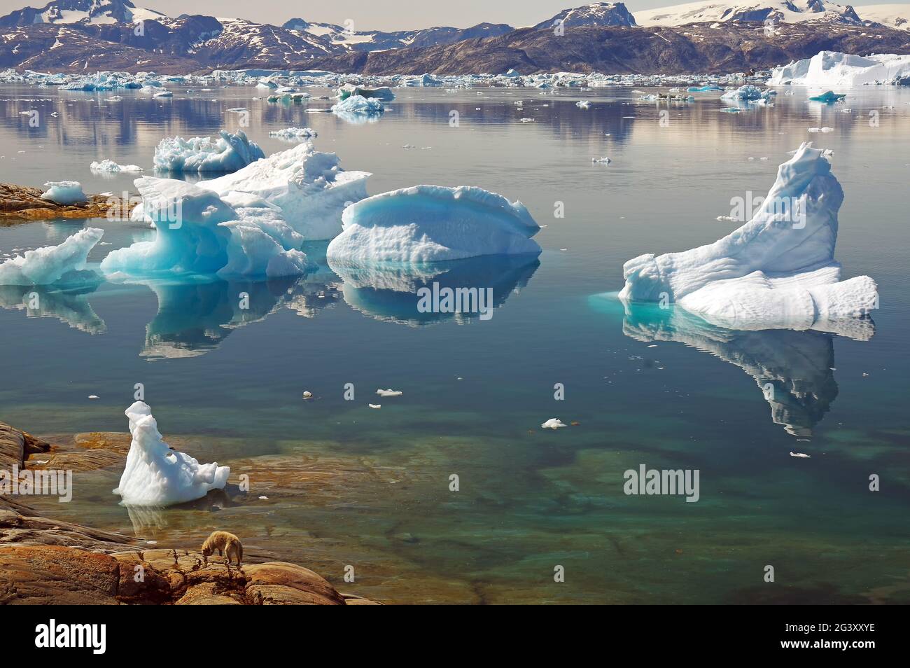 The small settlement Tiniteqilaaqand the ice fiord Stock Photo