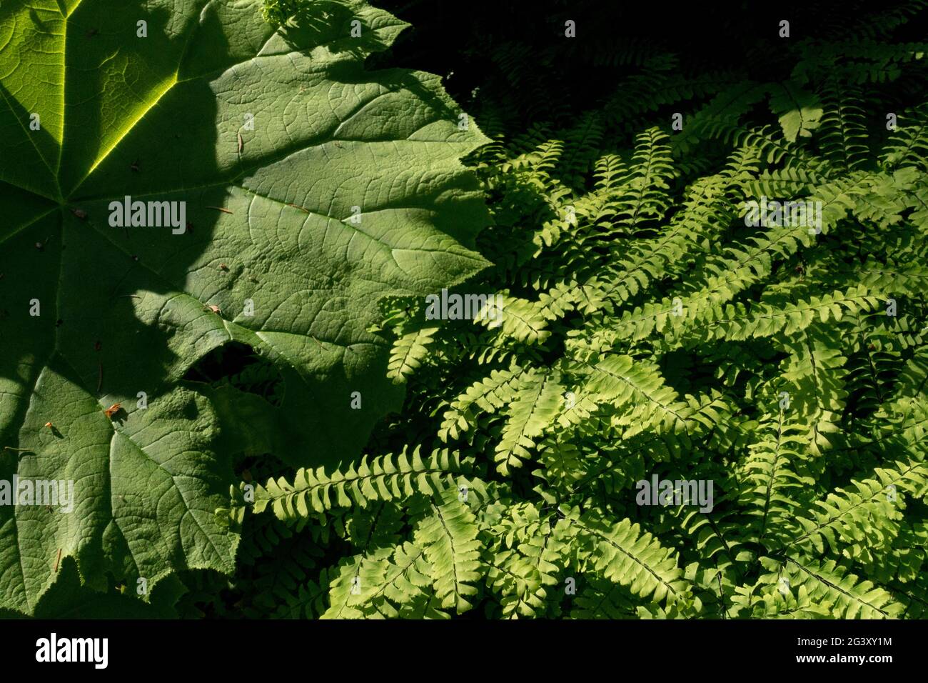 Adiantum pedatum Astilboides tabularis Foliage Garden Scene Stock Photo