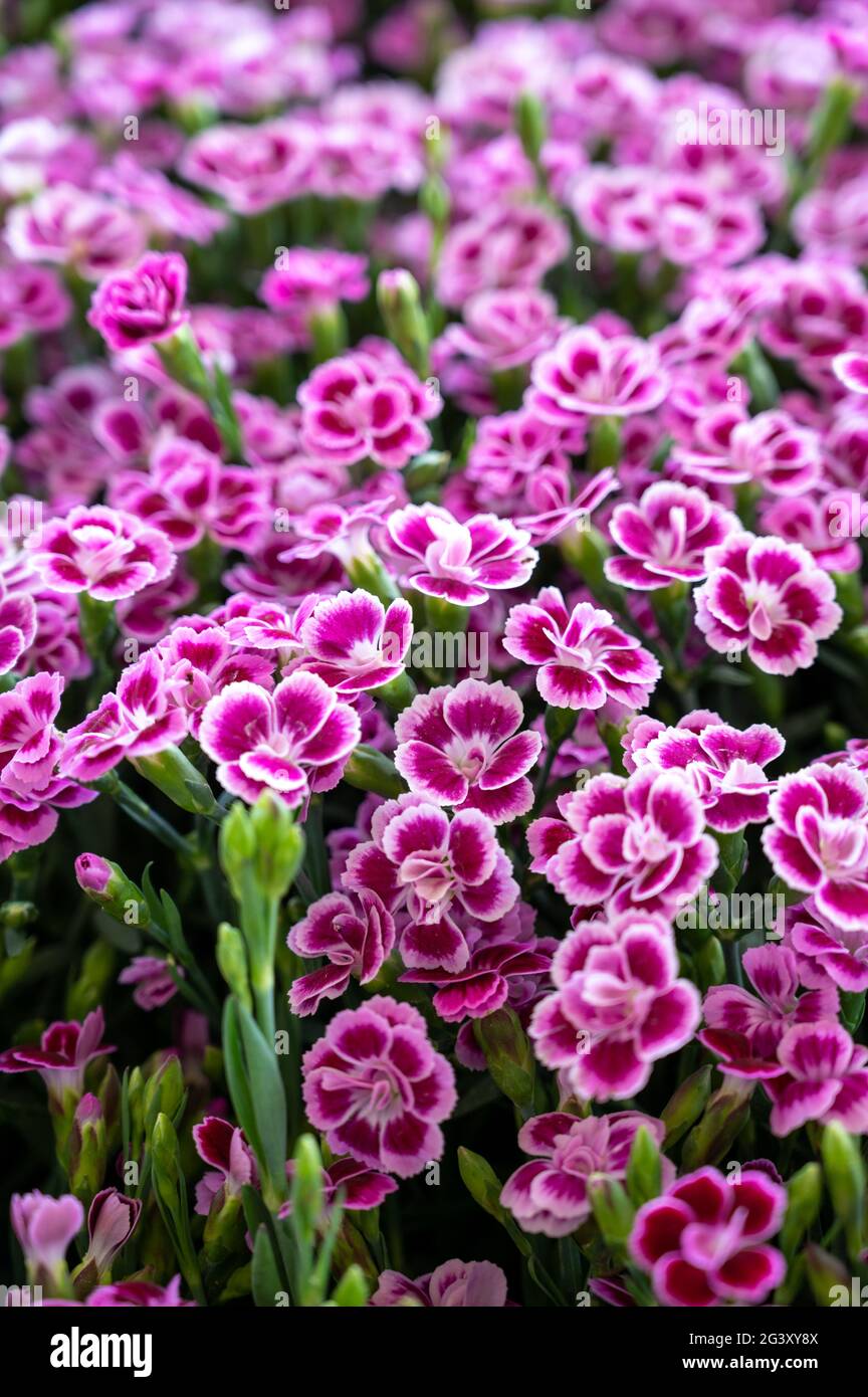 A mass of small pink and white dianthus or pink flowers in full bloom in summer Stock Photo