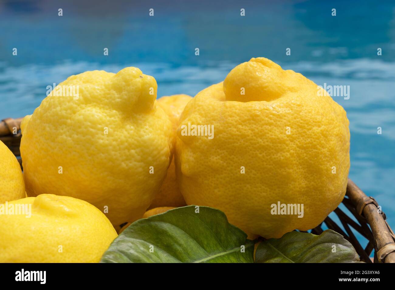 beautiful yellow lemons in the mediterranean sunshine by the pool decorative fruits Stock Photo