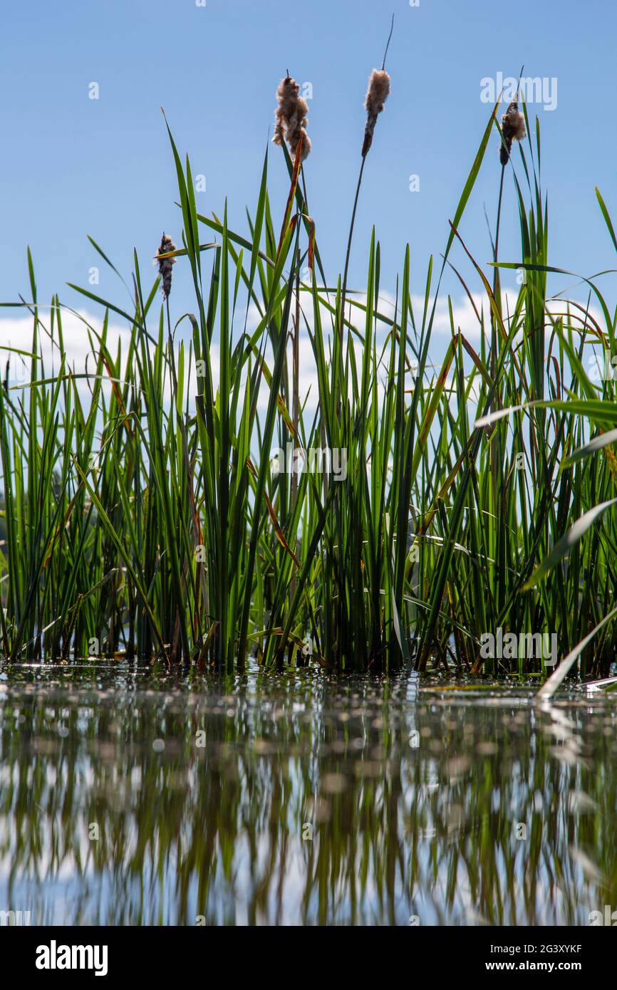 Bulrush plants reflected in the water on the shore of a lake. Blue sky background Stock Photo