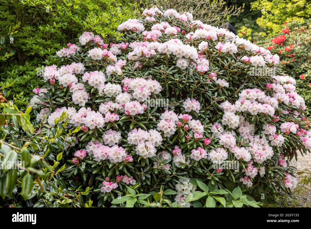 Pale pink flowering rhododendron shrubs in a park. Stock Photo