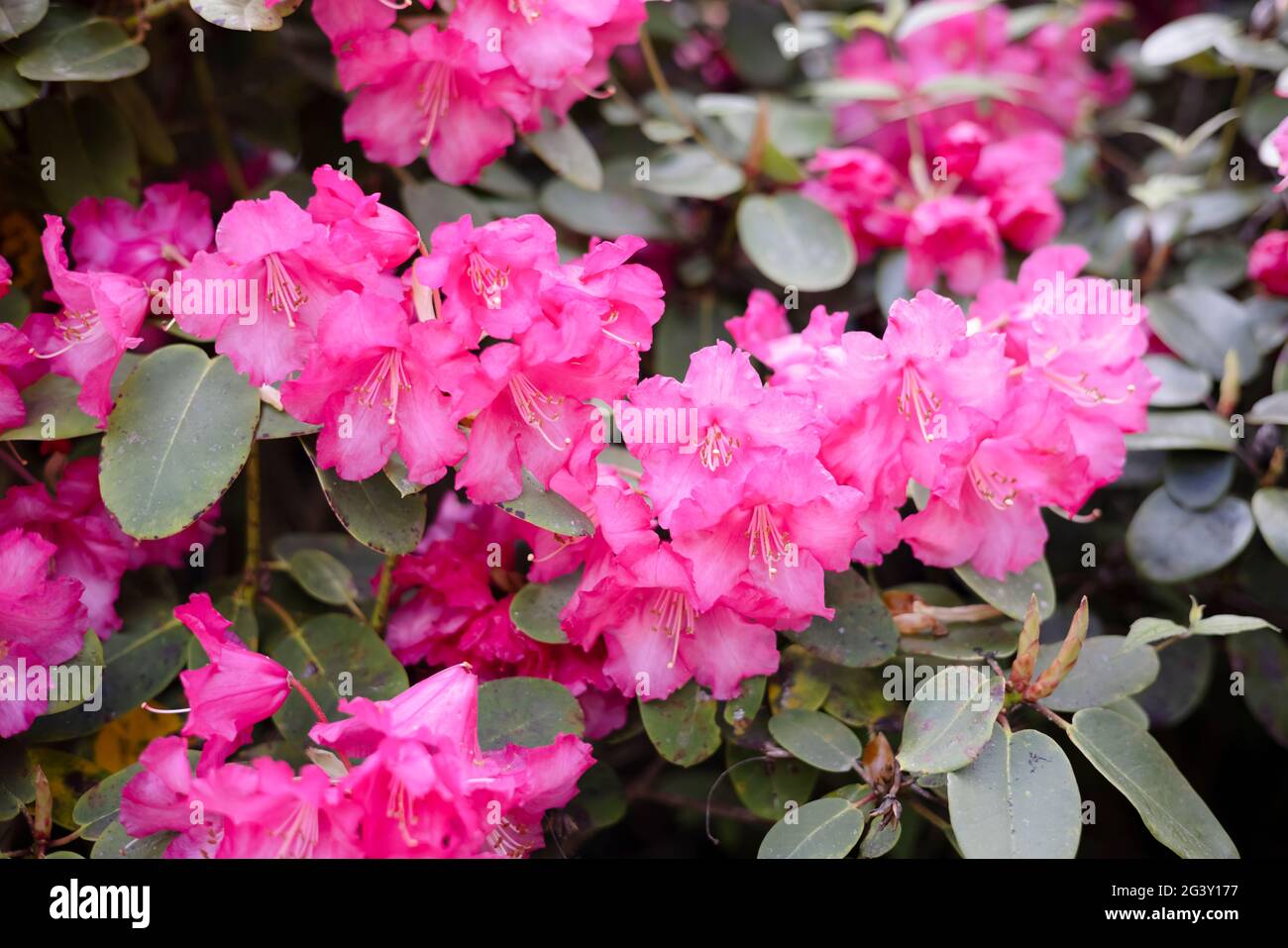 Pink flowering rhododendron shrubs in a park. Stock Photo