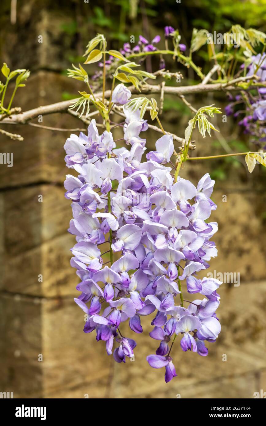 Delicate clusters of purple Wisteria sinensis flowers hanging by the stone wall. Stock Photo