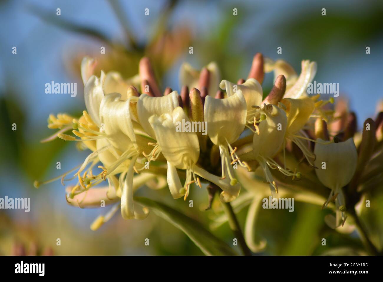 Honeysuckle Stock Photo