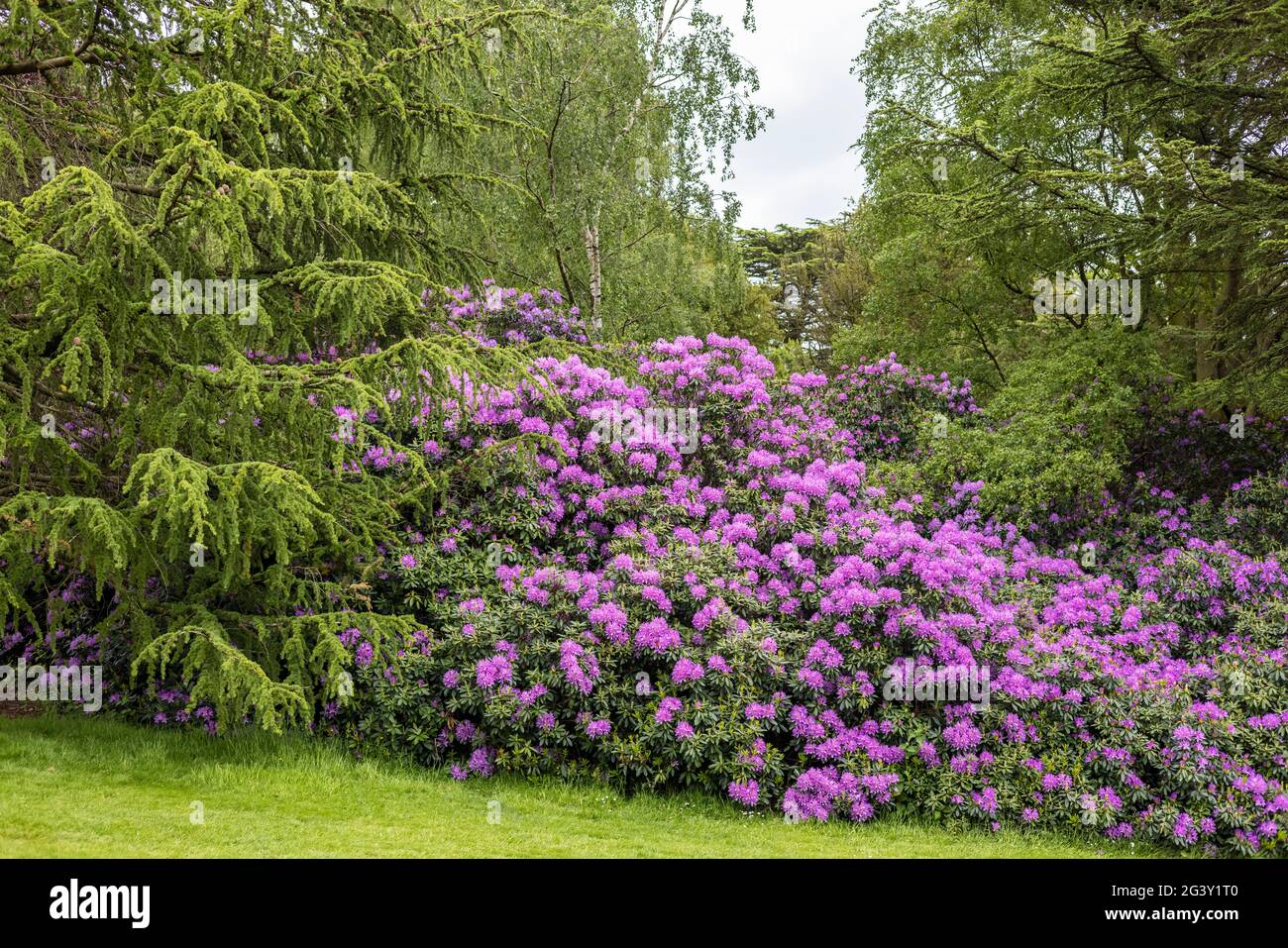 Large flowering shrub of purple rhododendron in park. Stock Photo