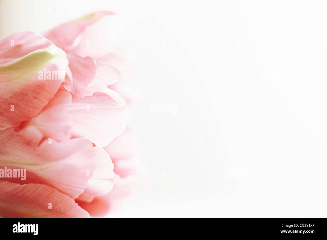 Beautiful pink tulip flower in bright morning sunlight, floral beauty Stock Photo