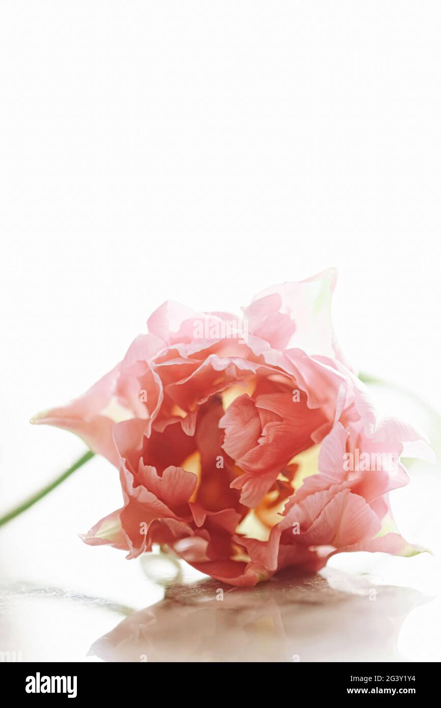 Beautiful pink tulip flower in bright morning sunlight, floral beauty Stock Photo