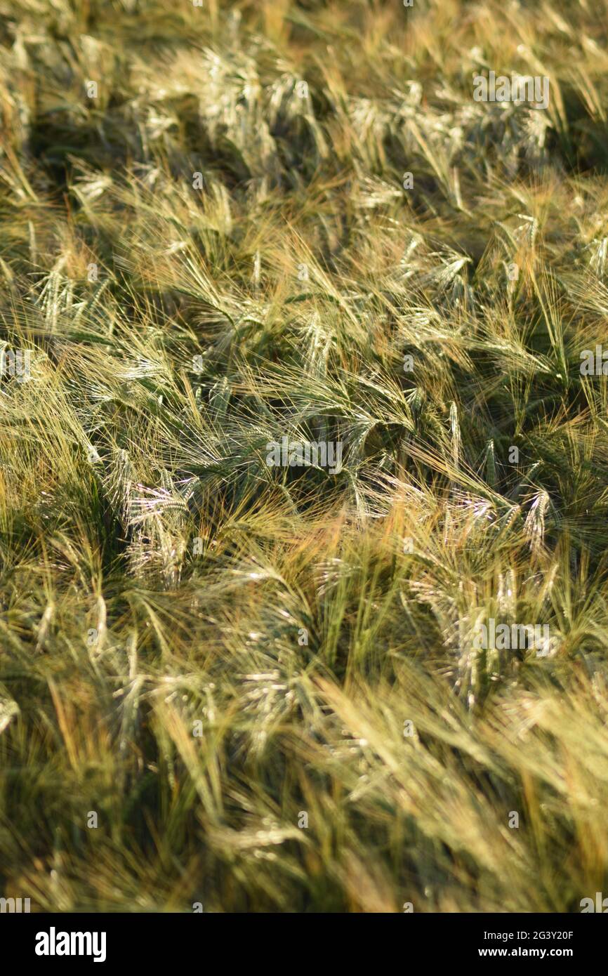 Shimmering Barley Stock Photo