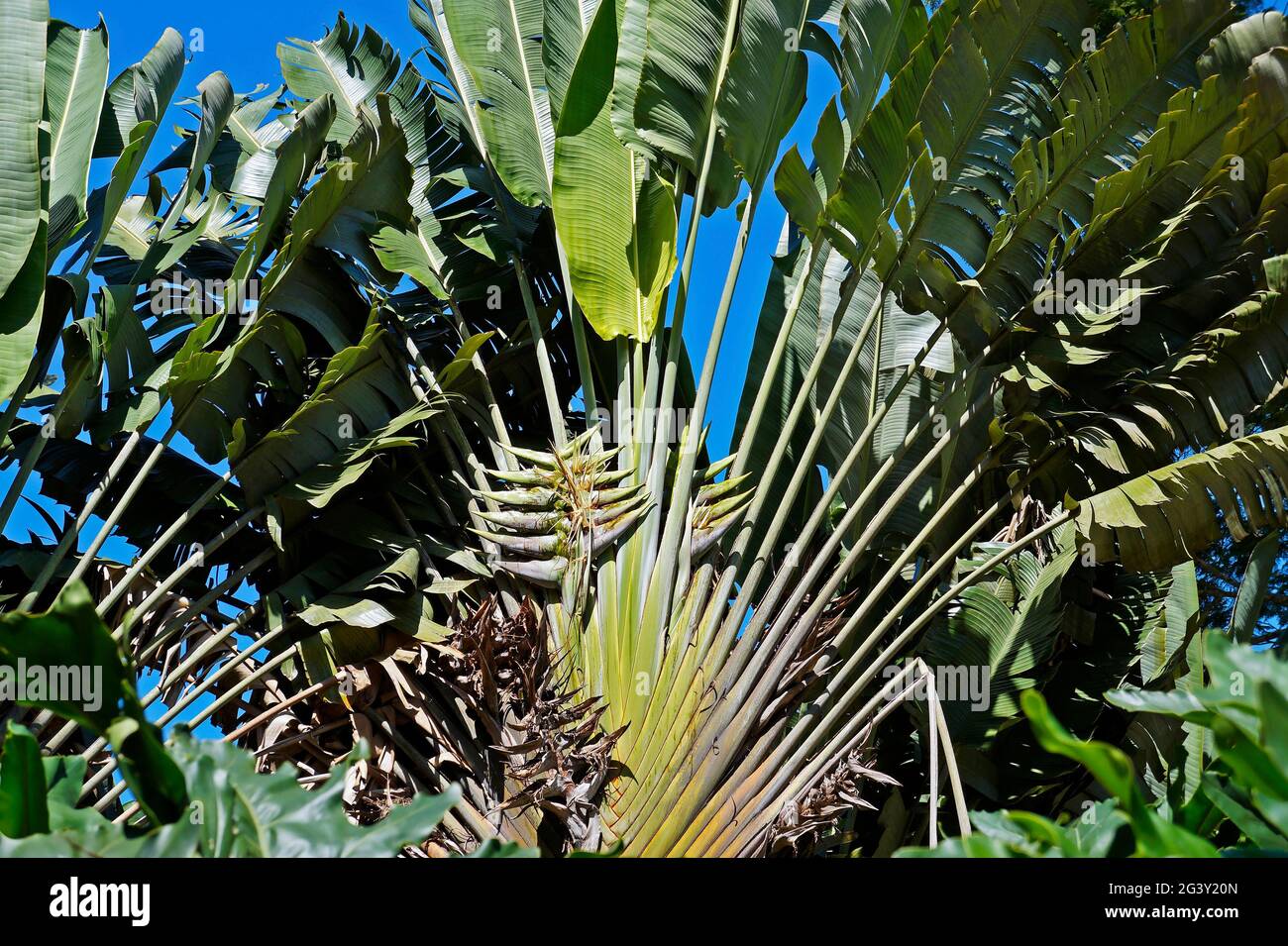 Ravenala madagascariensis hi-res stock photography and images - Alamy