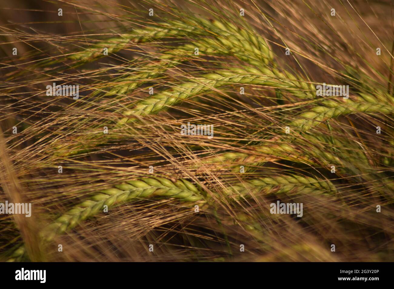 Ears of Ripening Barley landscape Stock Photo