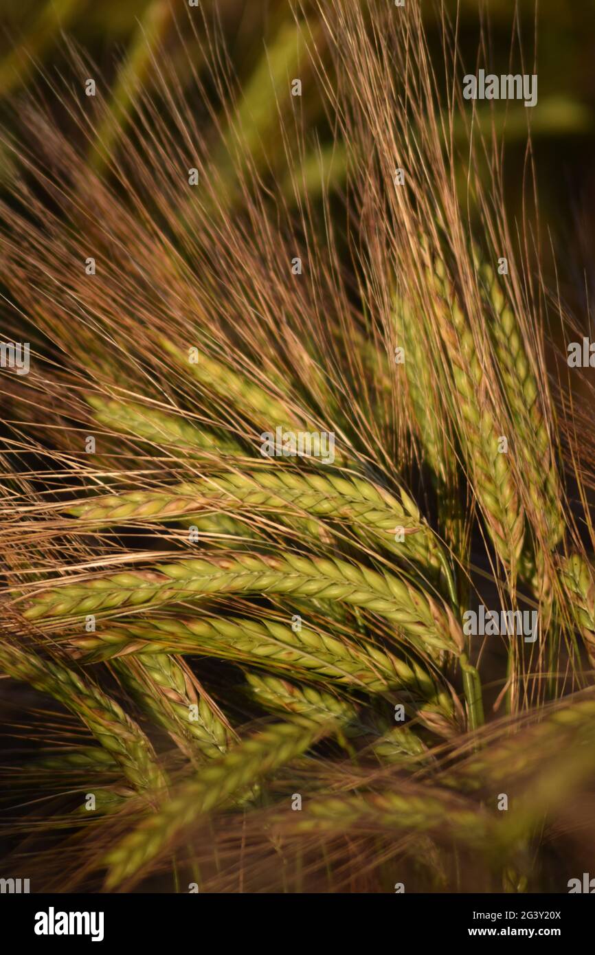 Ears of Ripening Barley portrait Stock Photo