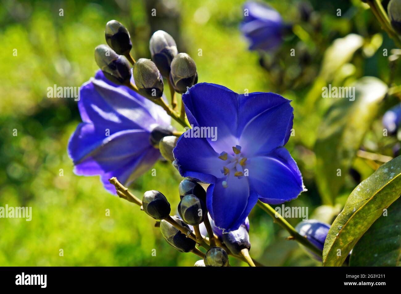 Blue flowers (Maripa violacea) on garden Stock Photo - Alamy