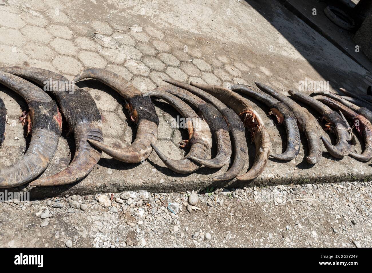 Horns of an animal sacrifice of a funeral ceremony in Tana Toraja Stock Photo