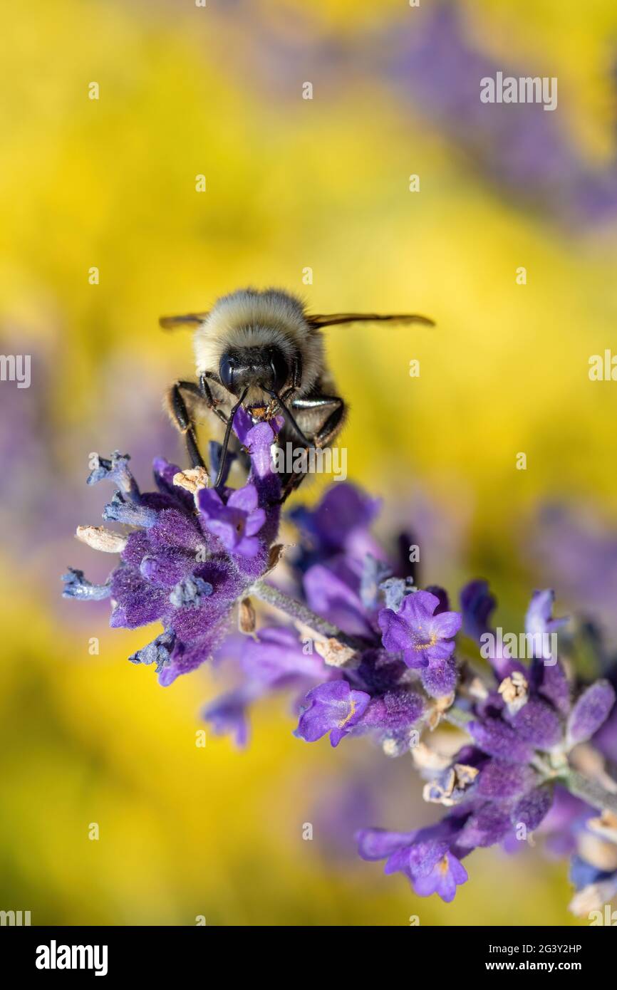 Bee on violet lavender in spring garden Stock Photo