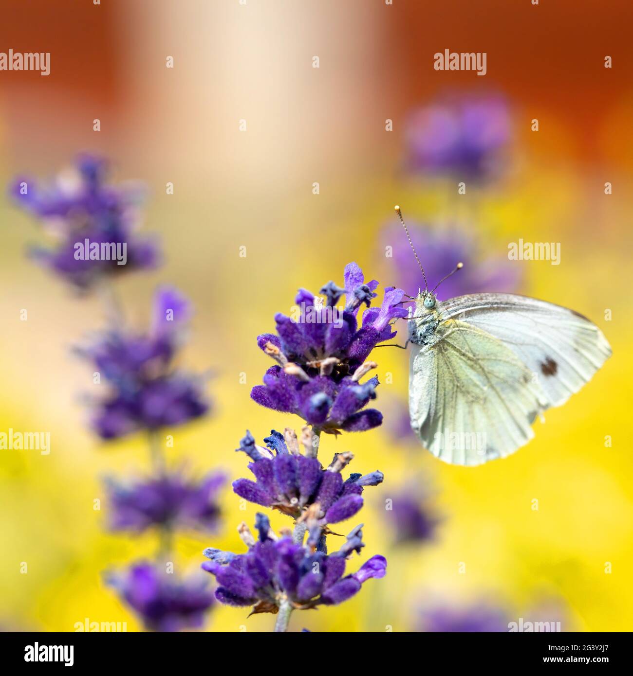 White butterfly on violet lavender Stock Photo