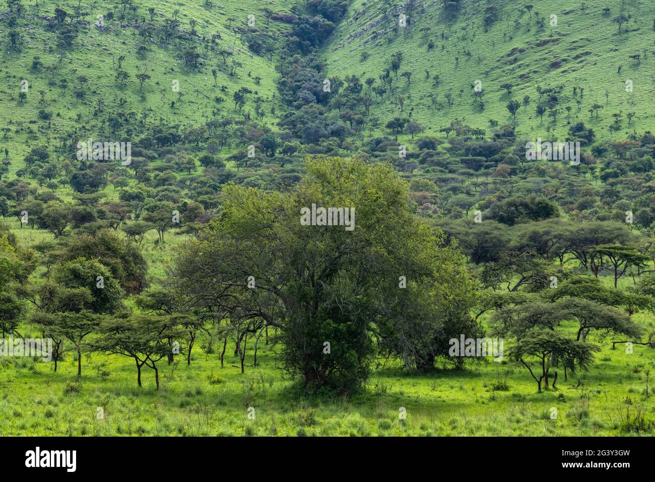 Trees in lush grasslands, Akagera National Park, Eastern Province ...