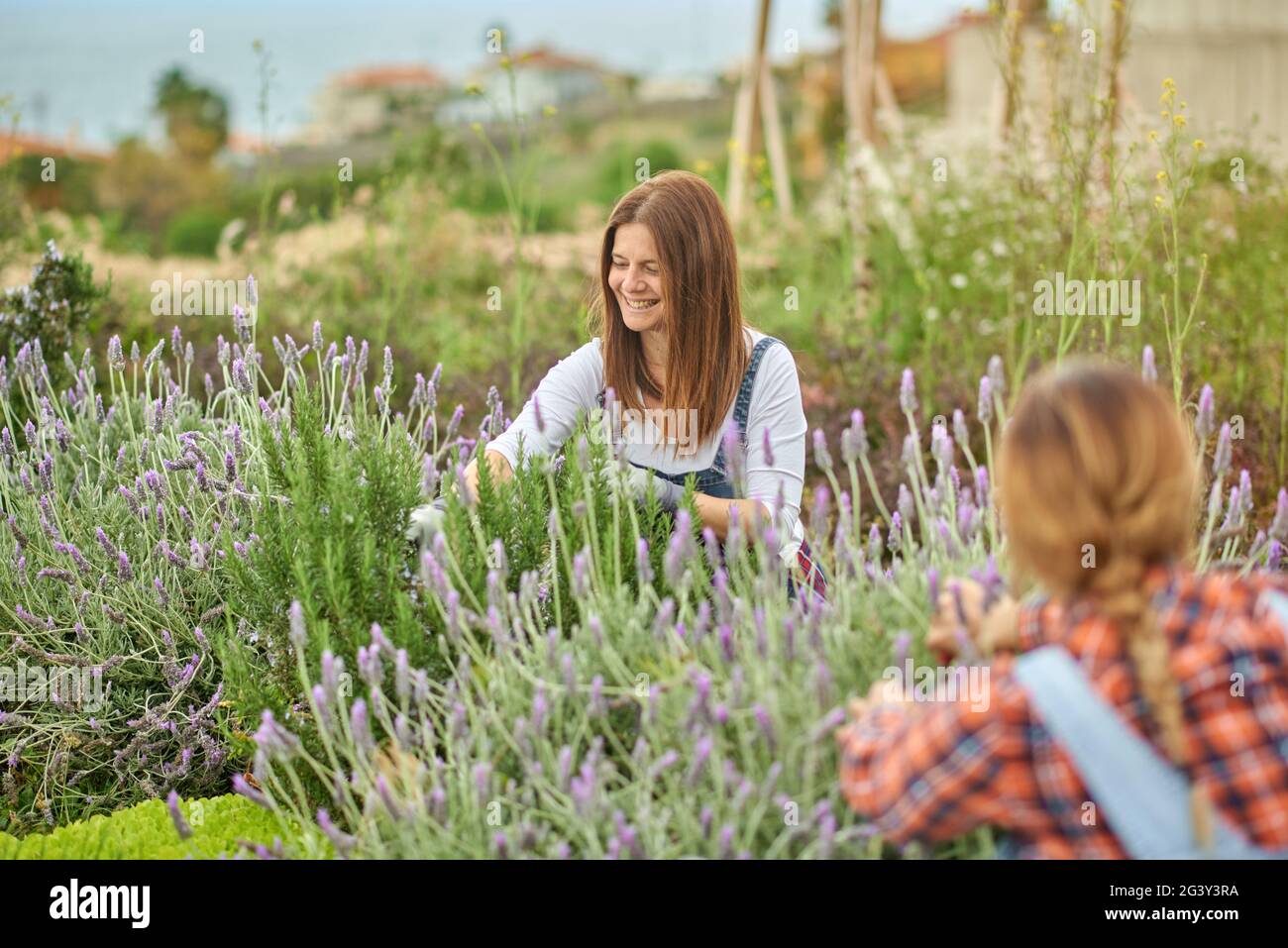Unrecognizable flower farmers working on plantation with blooming lavender plants Stock Photo
