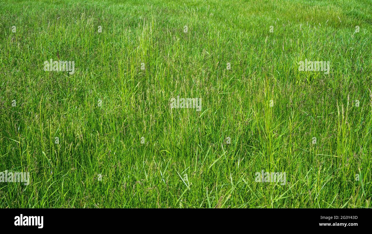 full green grass on a meadow Stock Photo