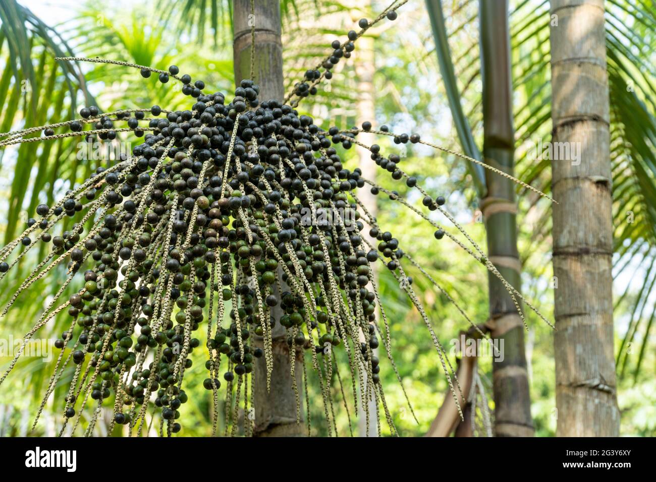 Acai berry tree hires stock photography and images Alamy