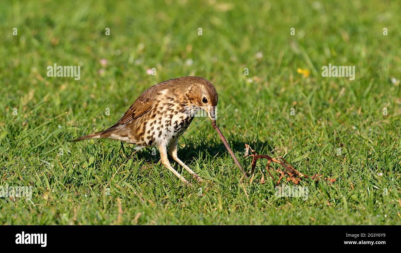 Song thrush, Turdus philomelos, single bird on grass pulling up a worm, Wales, June 2021 Stock Photo