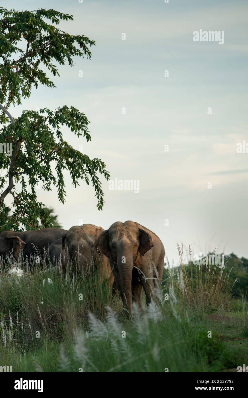 Wild elephants in beautiful background Stock Photo