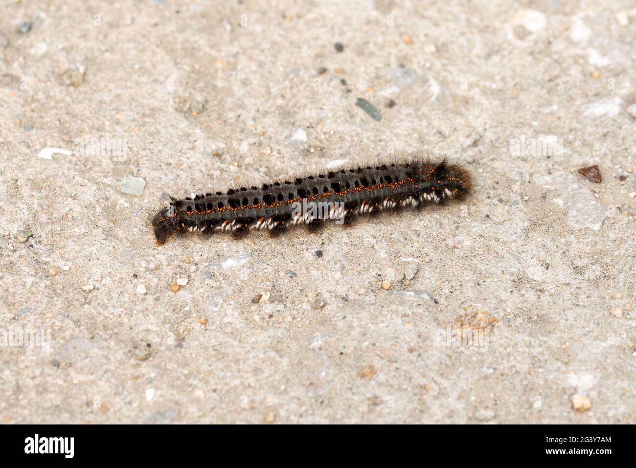 Hairy black caterpillar hi-res stock photography and images - Alamy