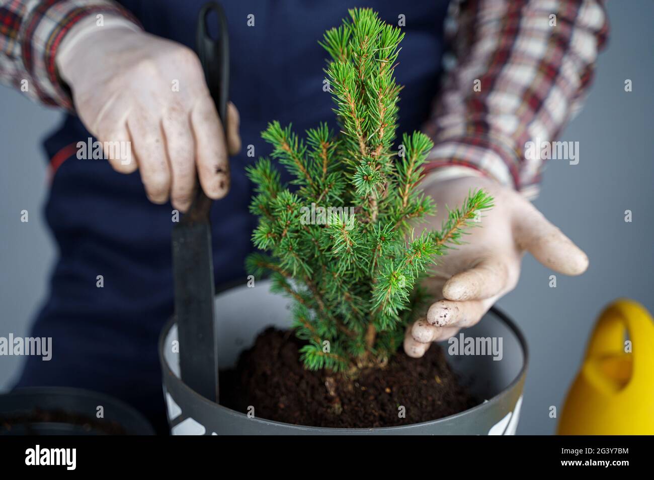 Transplanting indoor plants. Home gardening. Plant care. Man transplants spruce plants from old pot to new one. Cropped view of Stock Photo