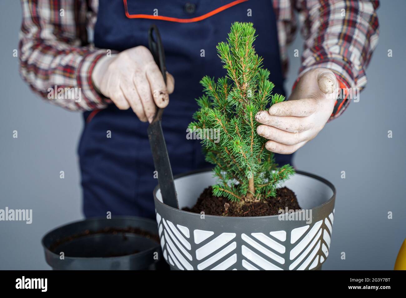 Hands of male gardener transplant small fir tree into new pot in studio on gray background. Gardening and care of domestic plant Stock Photo