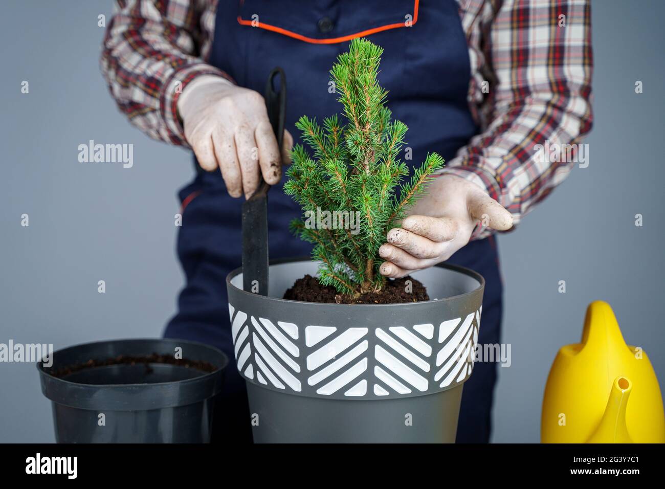 Hands close-up of male gardener in uniform and gloves transplants house plant of genus of coniferous evergreen trees into new po Stock Photo