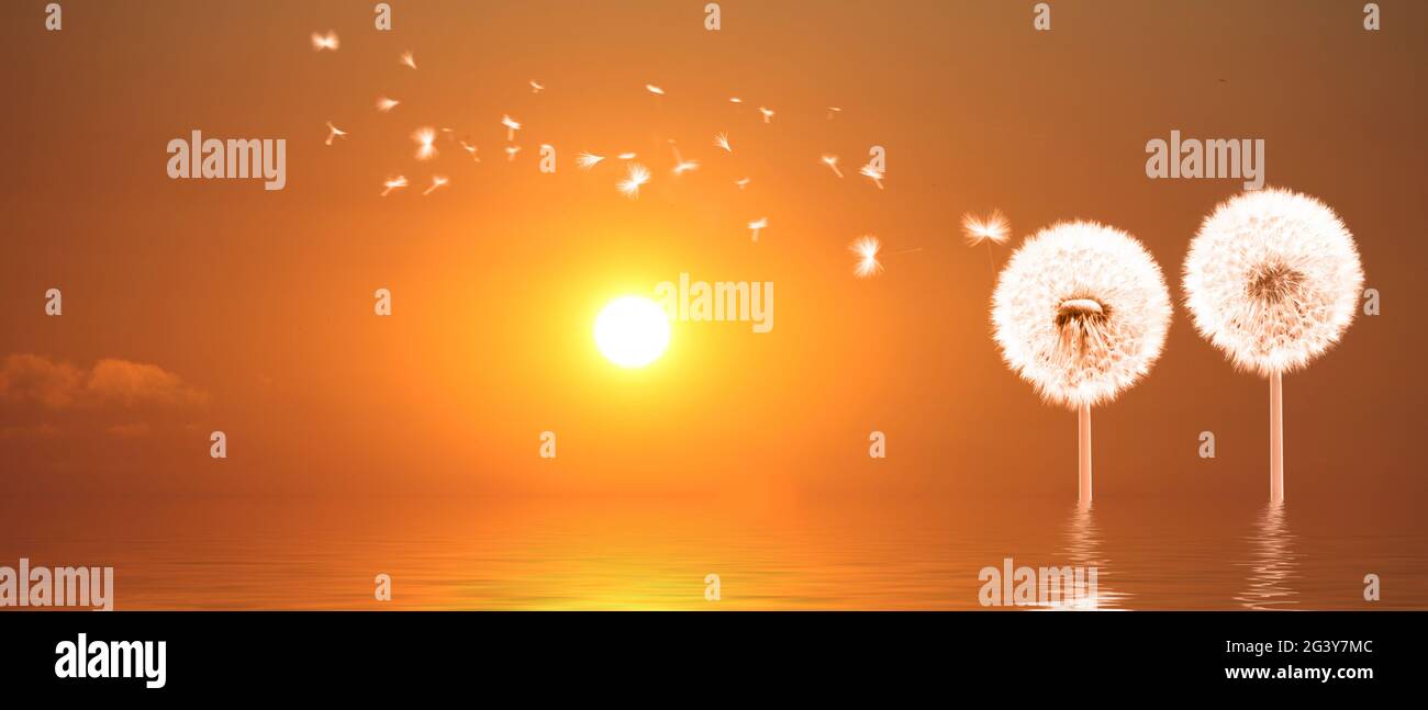 Dandelion flower with flying feathers on sunset Stock Photo Alamy