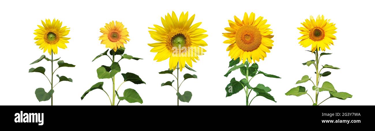 Flower of sunflower isolated on white background Stock Photo - Alamy