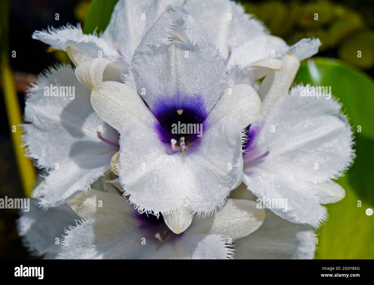 Water hyacinth flowers (Eichhornia azurea) Stock Photo