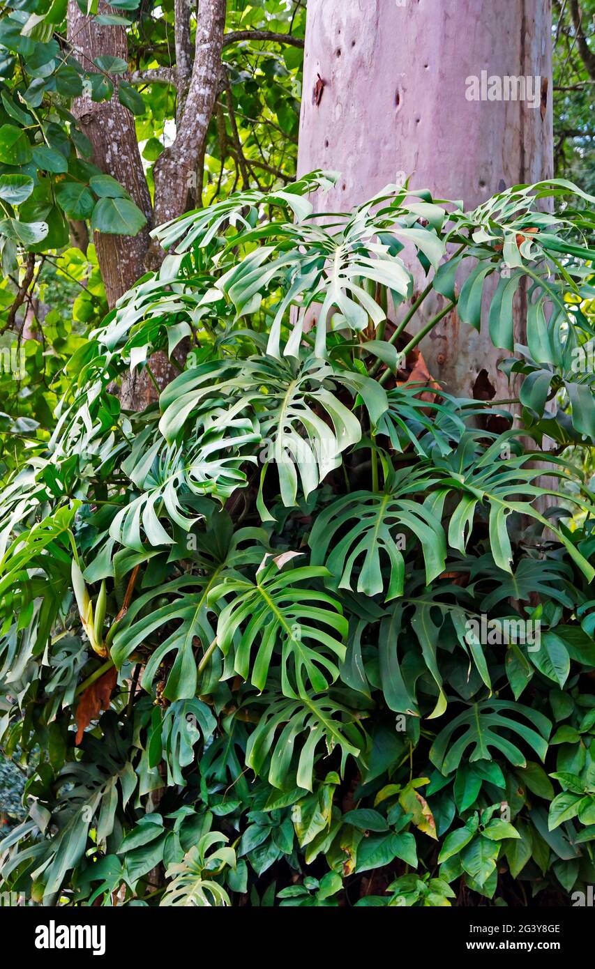 Swiss cheese plant leaves (Monstera deliciosa) Stock Photo