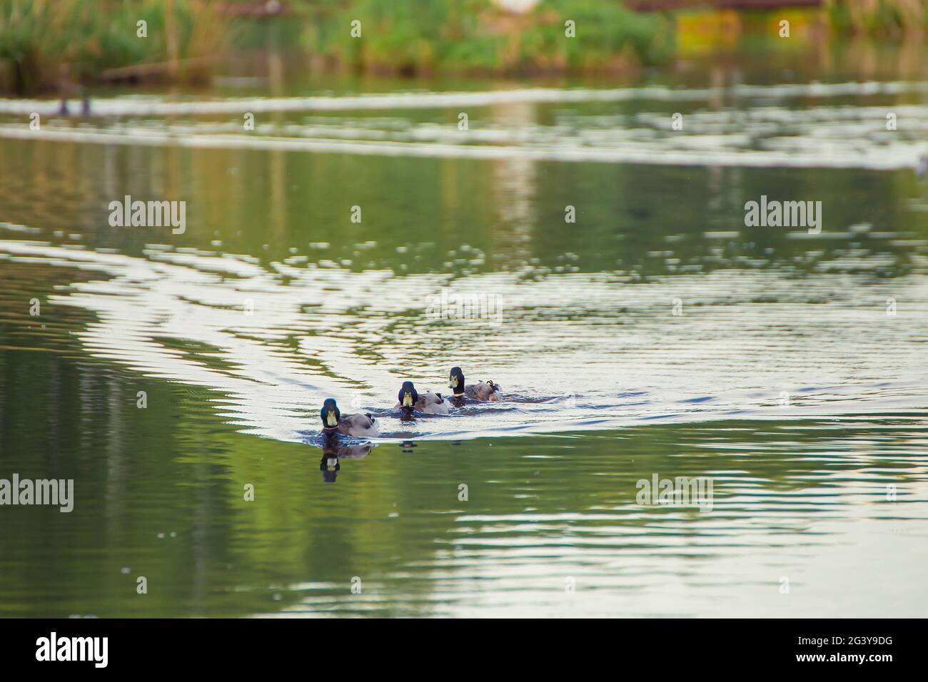 Three mallard ducks are swiftly swimming in a row to the shore. Natural photography with wild birds. Beauty in nature. Warm spring day Stock Photo