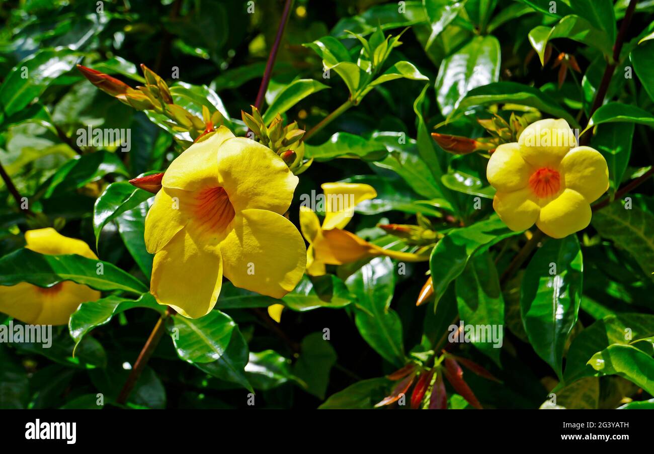 Golden trumpet or common trumpetvine flowers (Allamanda cathartica) Stock Photo