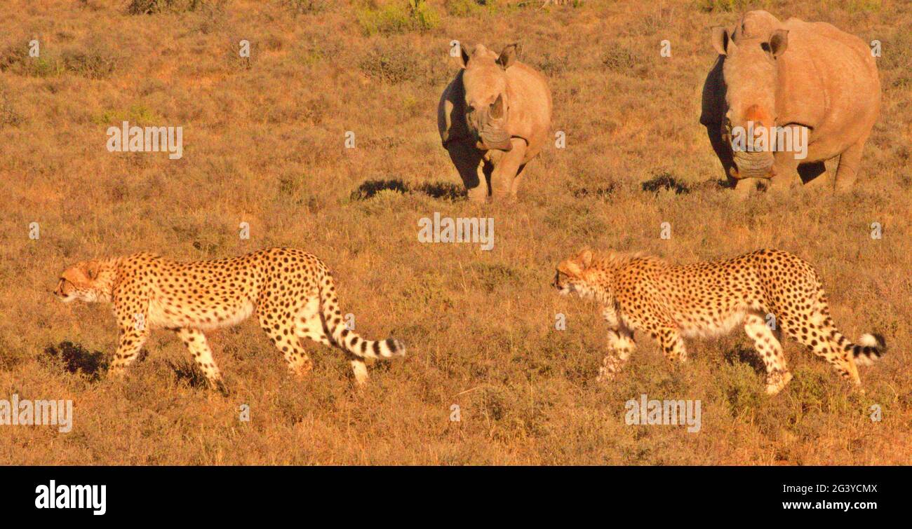 Fastest land mammal Stock Photo