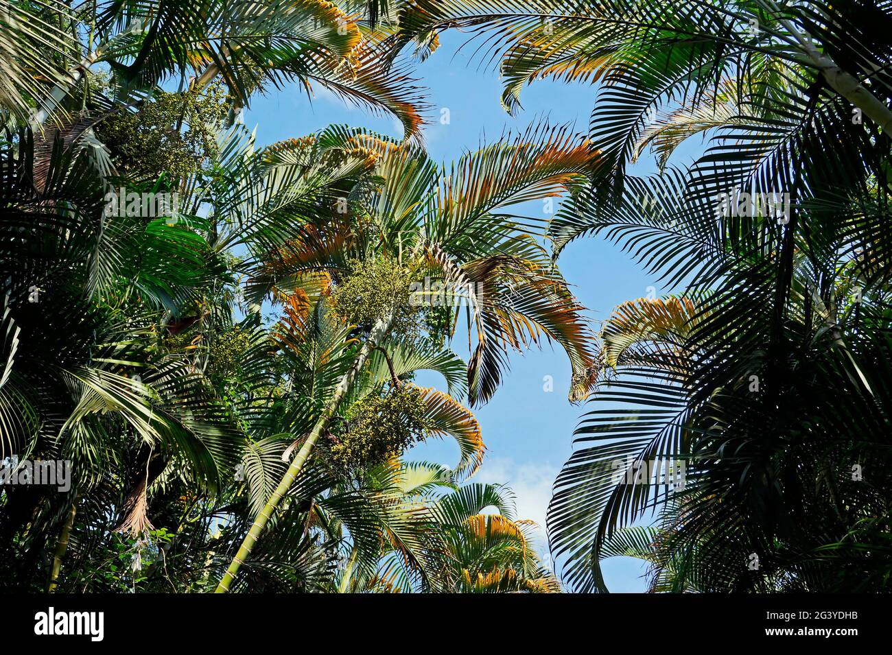 Palm trees and blue sky Stock Photo - Alamy