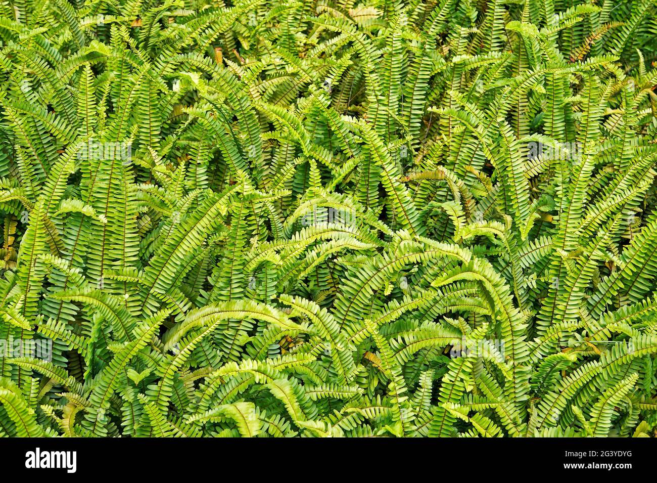 Fern leaves background, Minas Gerais, Brazil Stock Photo