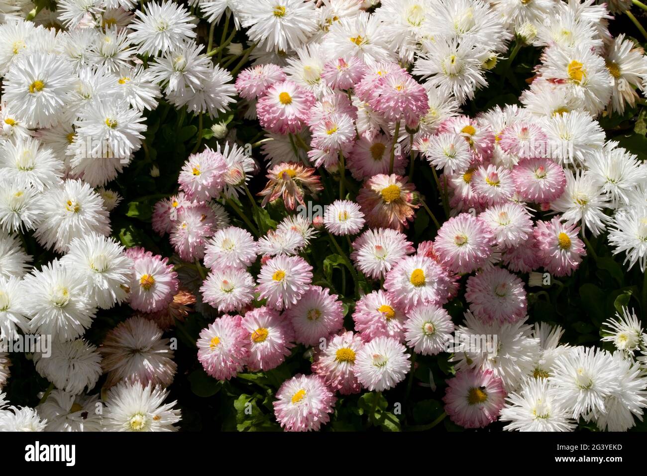 A popular hybrid of the daisy family, the bellis or Pom Pom Daisy is a