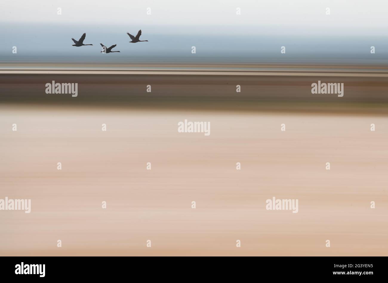 Silhouette Swans Flying - ICM Background, Composite Image Stock Photo