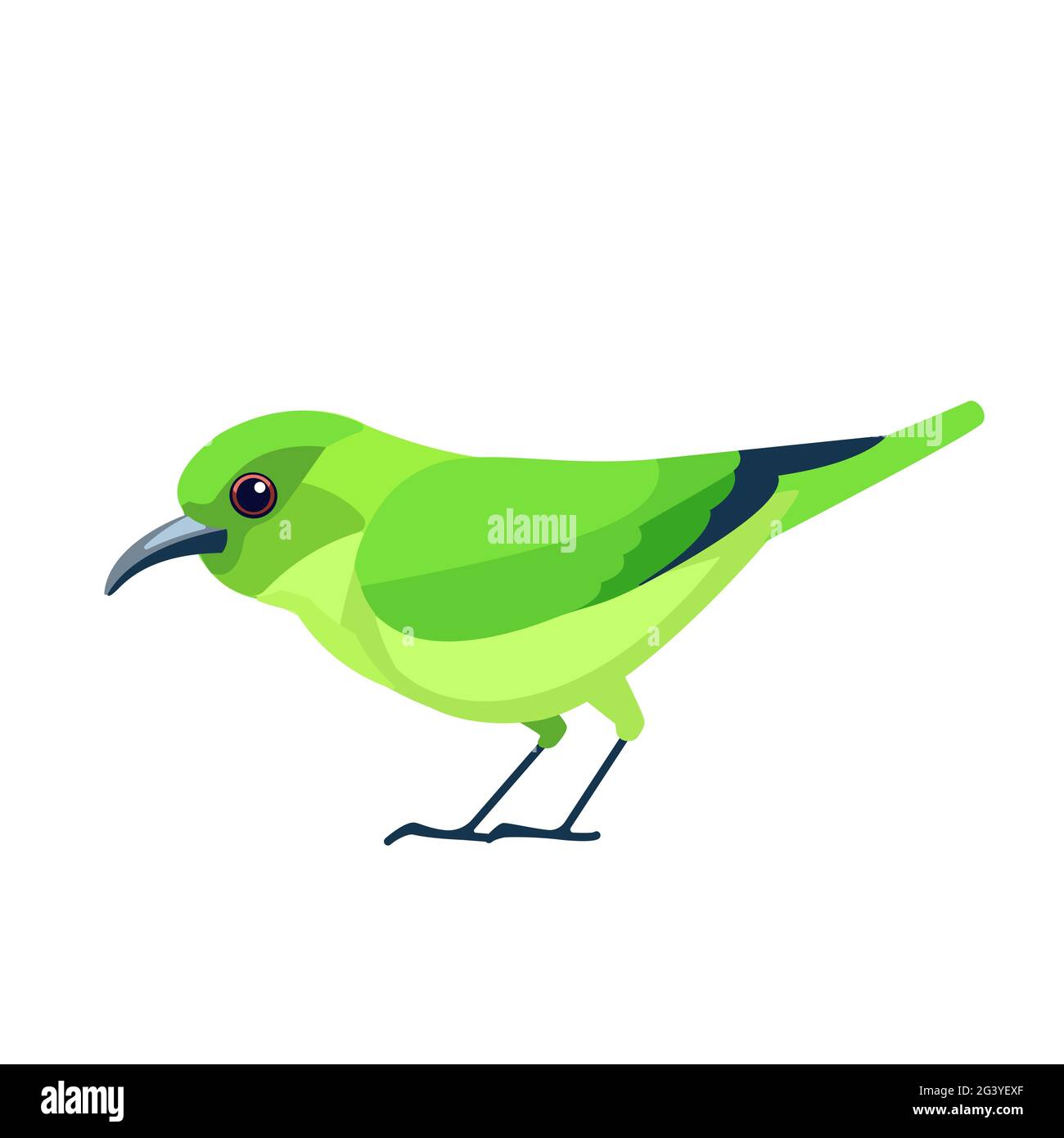Green honeycreeper is a small bird in the tanager family. Chlorophanes spiza. Exotic blue Bird Cartoon flat style beautiful character of ornithology Stock Vector