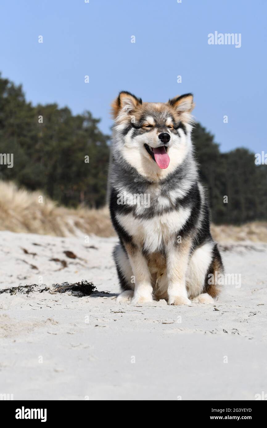 Portrait of a young puppy Finnish Lapphund dog on the beach Stock Photo ...