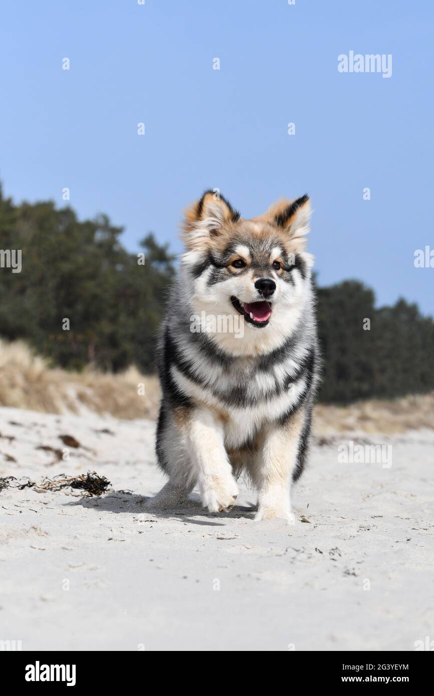 Portrait of a young puppy Finnish Lapphund dog on the beach Stock Photo ...