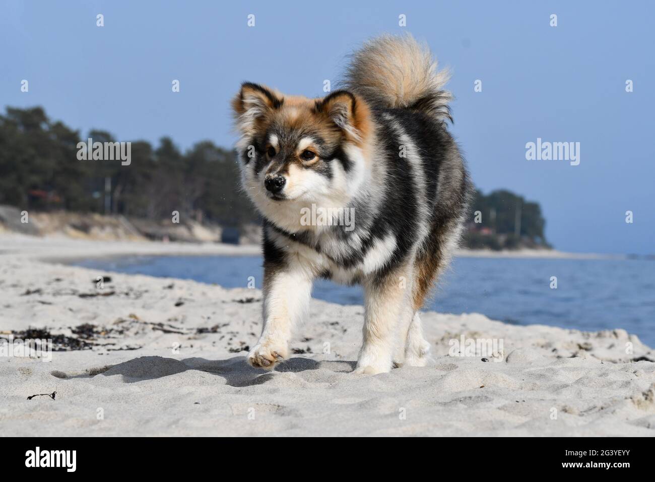 Portrait of a young puppy Finnish Lapphund dog on the beach Stock Photo ...