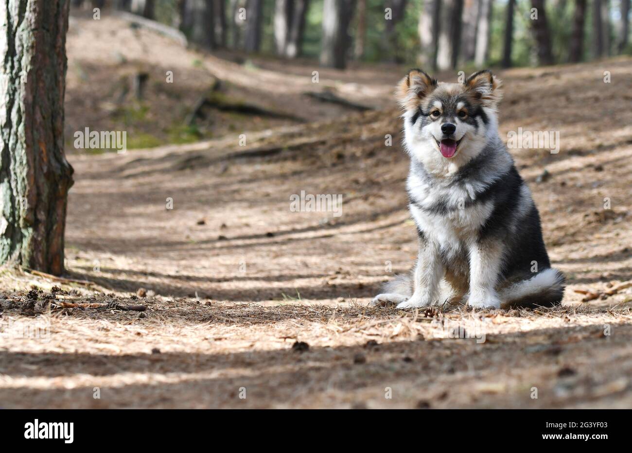 Portrait of a young puppy Finnish Lapphund dog sitting in the forest or ...