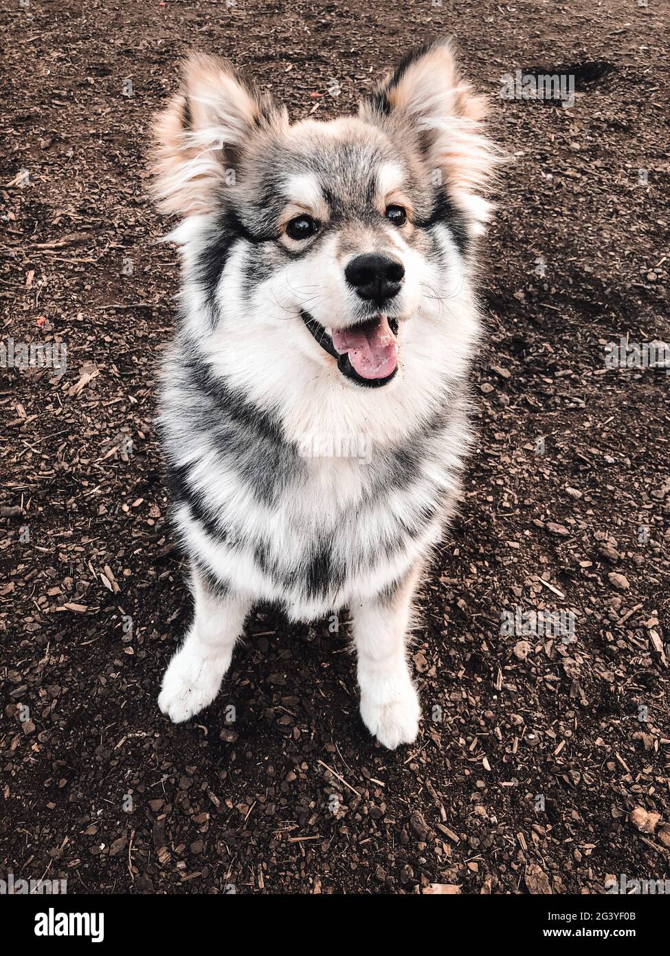 Portrait of a young puppy Finnish Lapphund dog sitting outdoors Stock ...