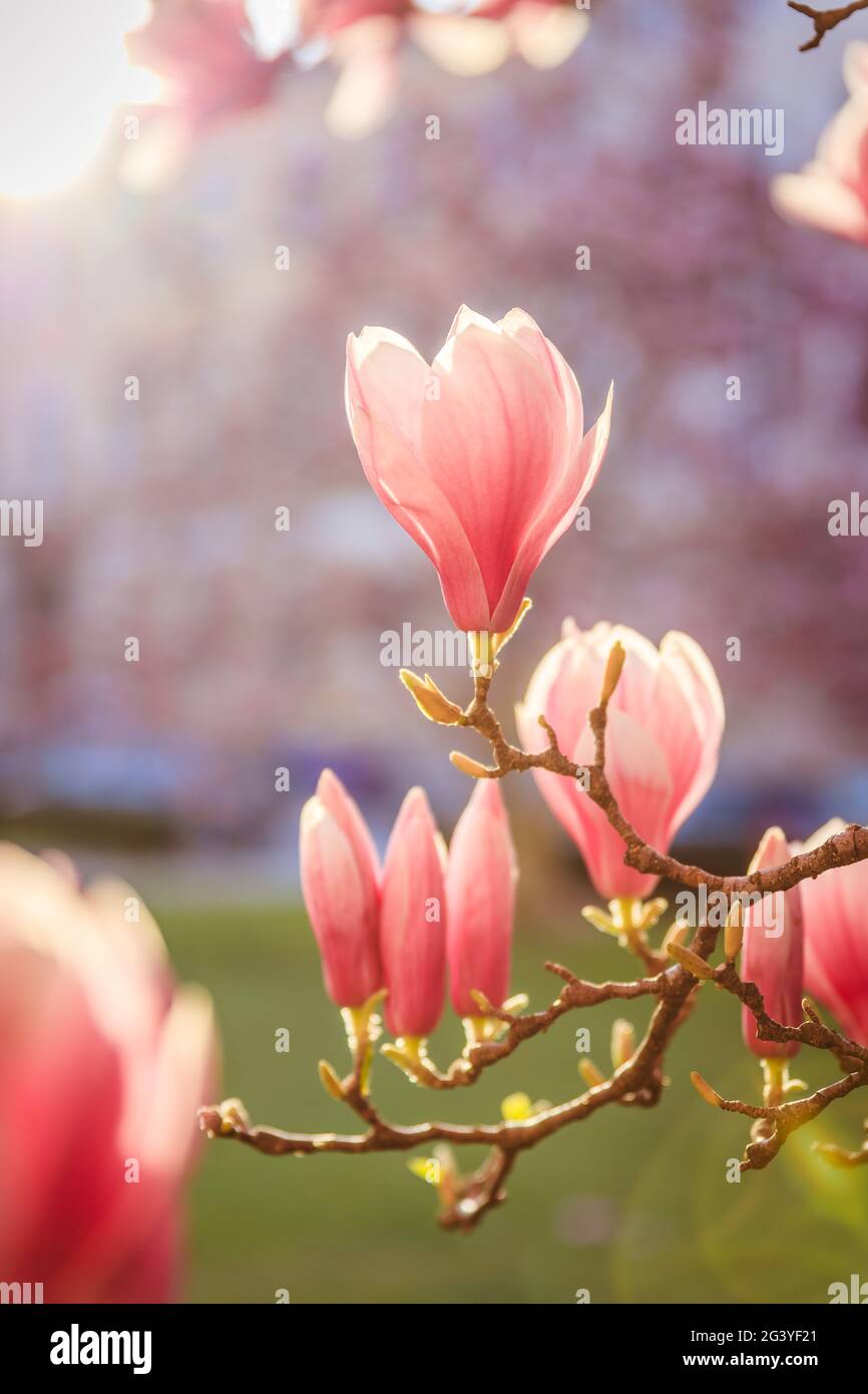 Springtime: Blooming tree with pink magnolia blossoms, beauty Stock Photo