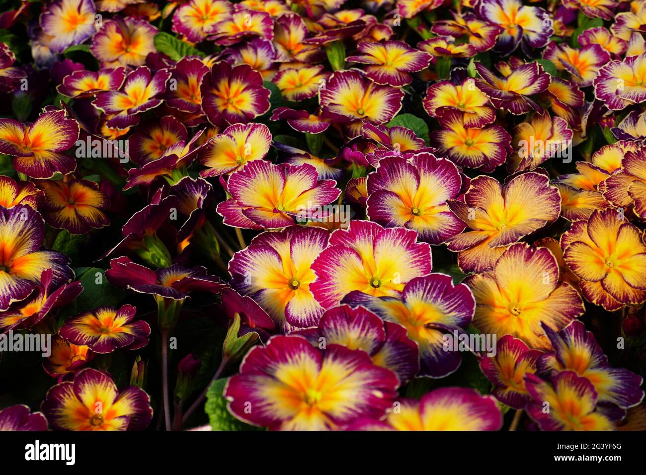 Primrose family hires stock photography and images Alamy