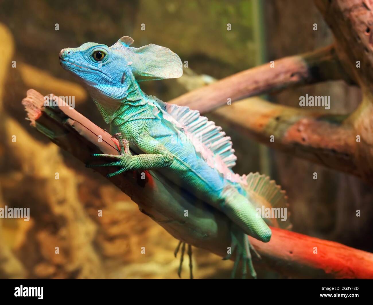 Basiliscus basiliscus (Lacerta basiliscus Linnaeus Stock Photo - Alamy